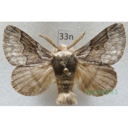 Trichiura crataegi (Linnaeus, 1758) male Czech33n